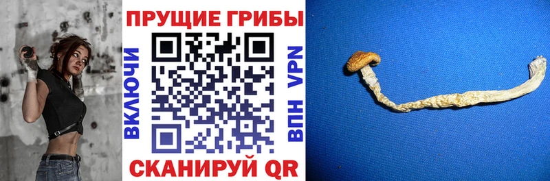 Псилоцибиновые грибы Psilocybe купить закладку Лихославль